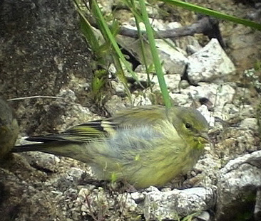 CitronsiskaSerinus citrinellaCitril Finch