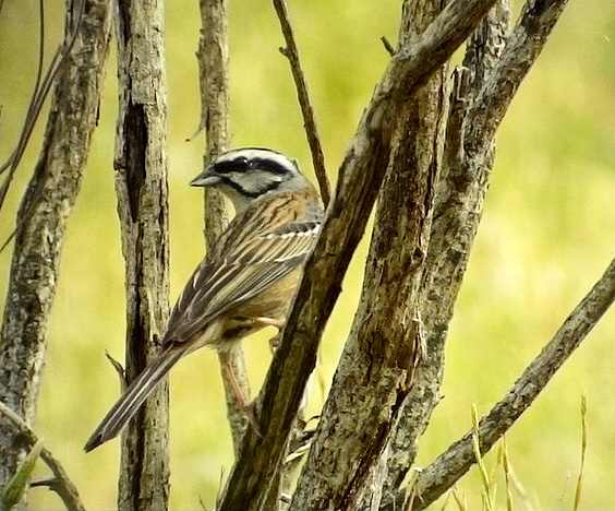 Klippsparv<br>Emberiza cia<br>Rock Bunting