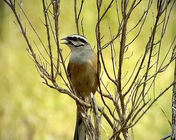 Klippsparv<br>Rock Bunting<br>Emberiza cia