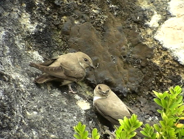 Klippsvala<br>Eurasian Crag Martin<br>Ptyonoprogne rupestris