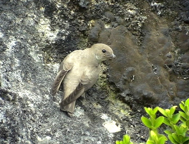 Klippsvala <br>Eurasian Crag Martin<br>Ptyonoprogne rupestris