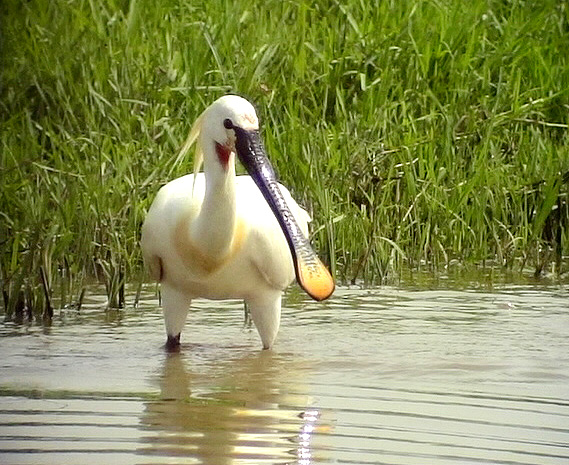 Skedstork<br>Eurasian Spoonbill<br>Platalea leucorodia
