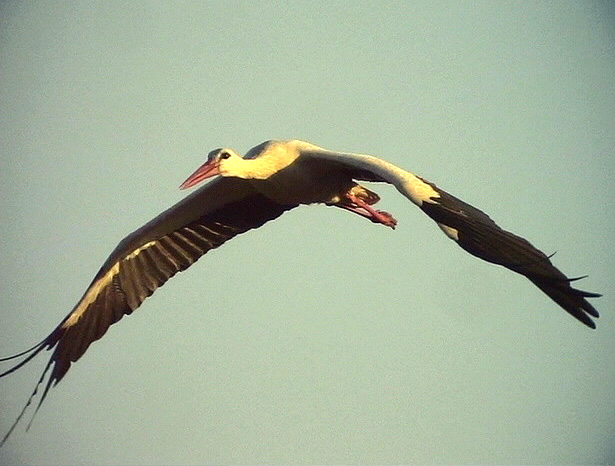 Vit stork <br>Ciconia ciconia <br>	White Stork