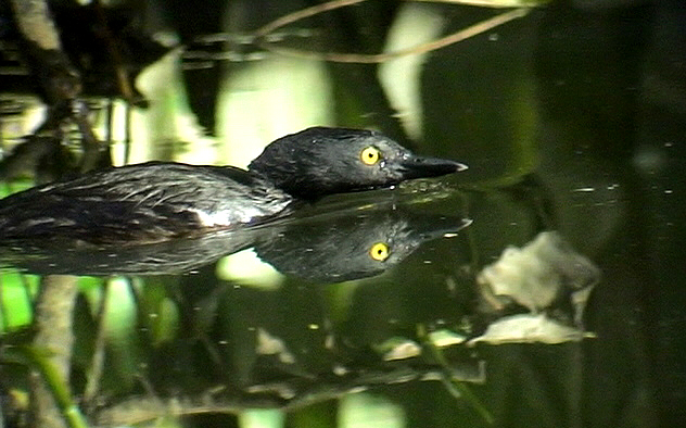 Least grebe<br>  Tachybaptus dominicus