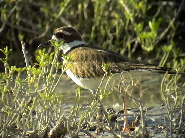 Killdeer <br>  Charadrius vociferus