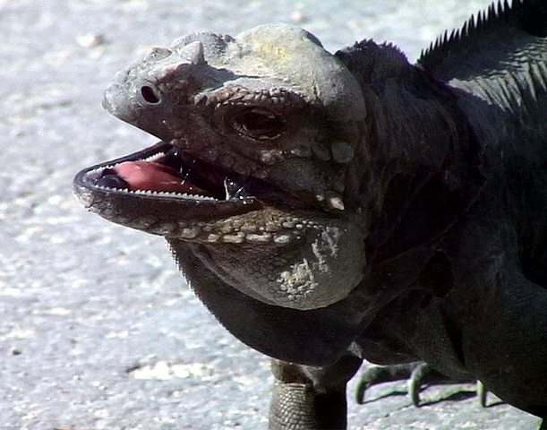 Rhinoceros Iguana<br> Cyclura cornuta