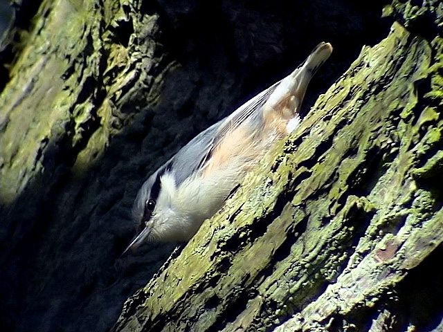 Ntvcka<br> Sitta europaea<br> Eurasian Nuthatch