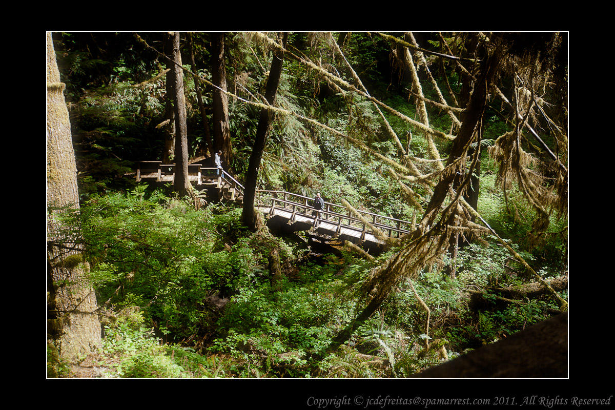 2011 - Vancouver Island - Pacific Rim National Park - Scooner Cove Trail - Ken
