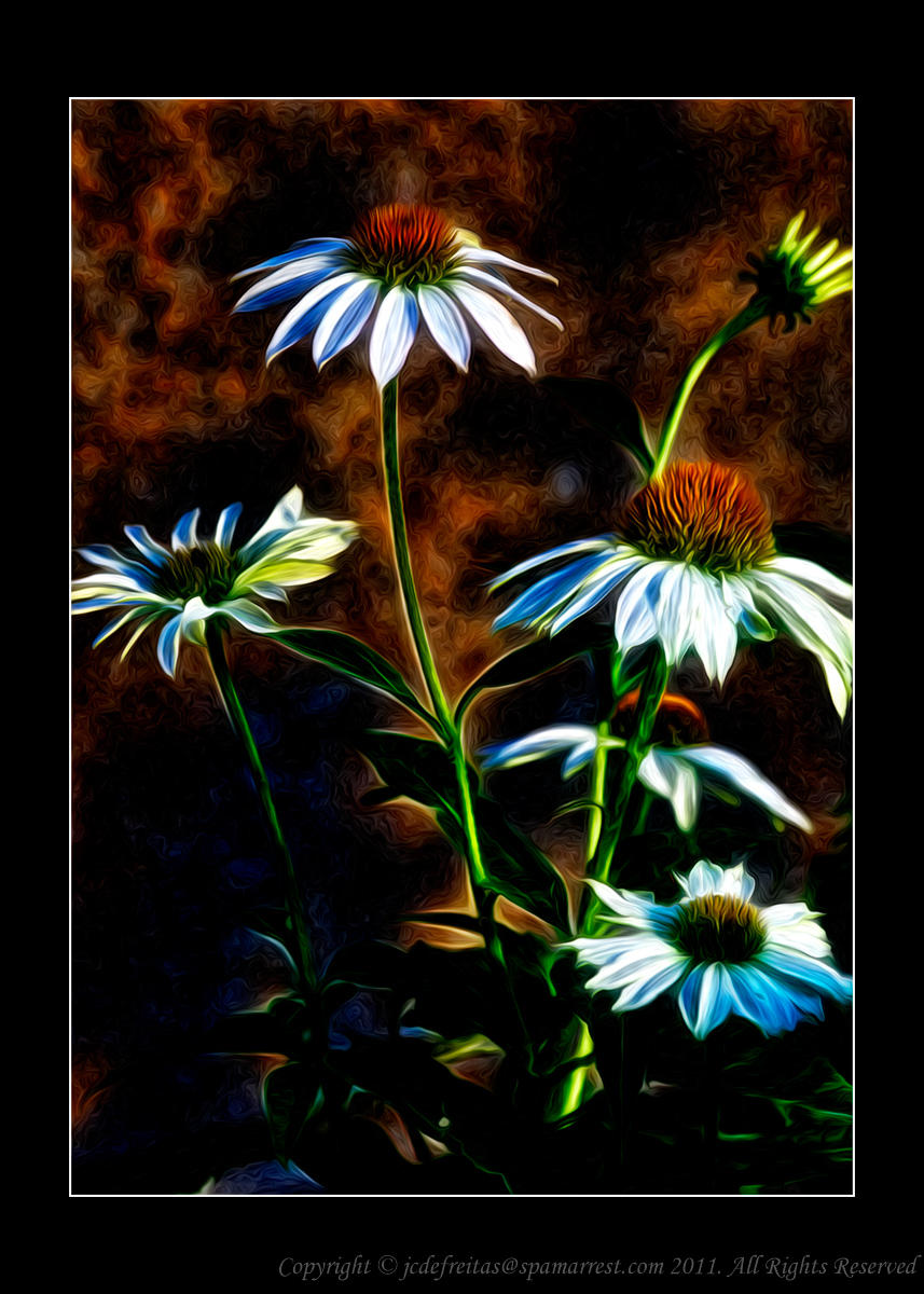 2011 - White Cone Flowers