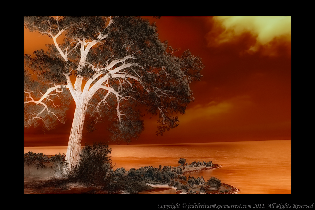 2011 - Infrared - Scarborough Bluffs