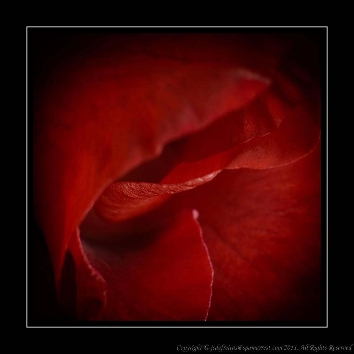 Red Gladiolus
