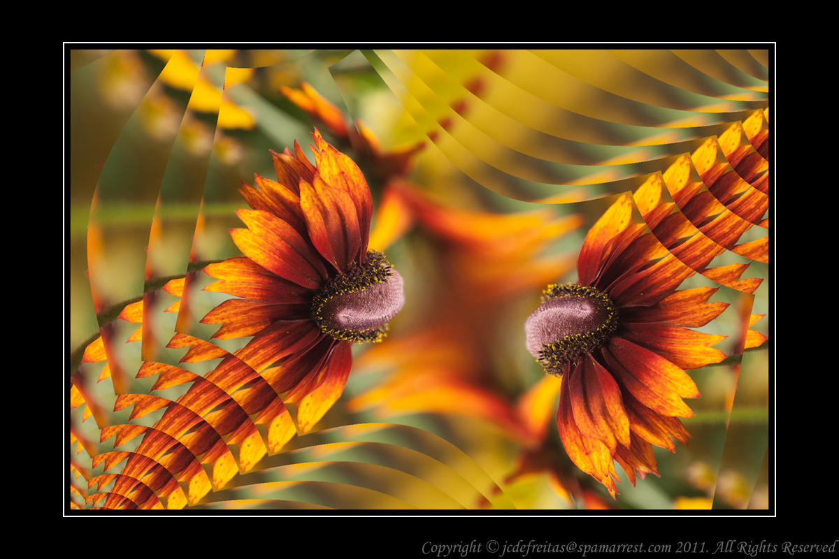 2011 - Black Eye Susan