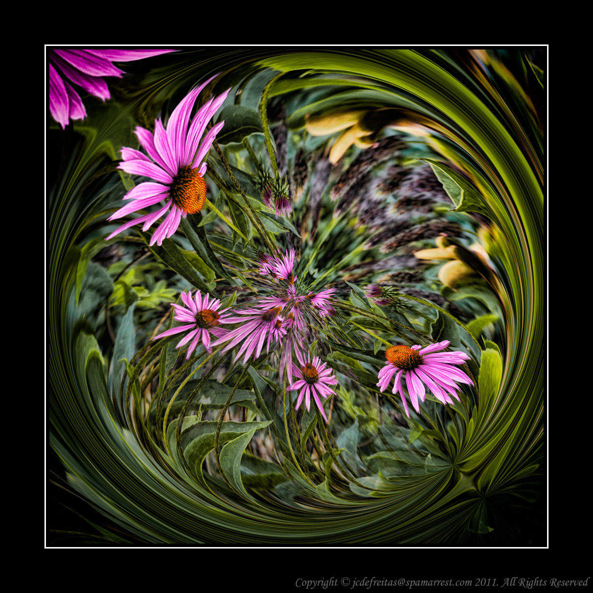 2012 - Surrealism - Cone Flowers