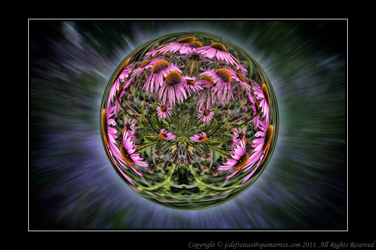 2012 - Surrealism - Cone Flowers