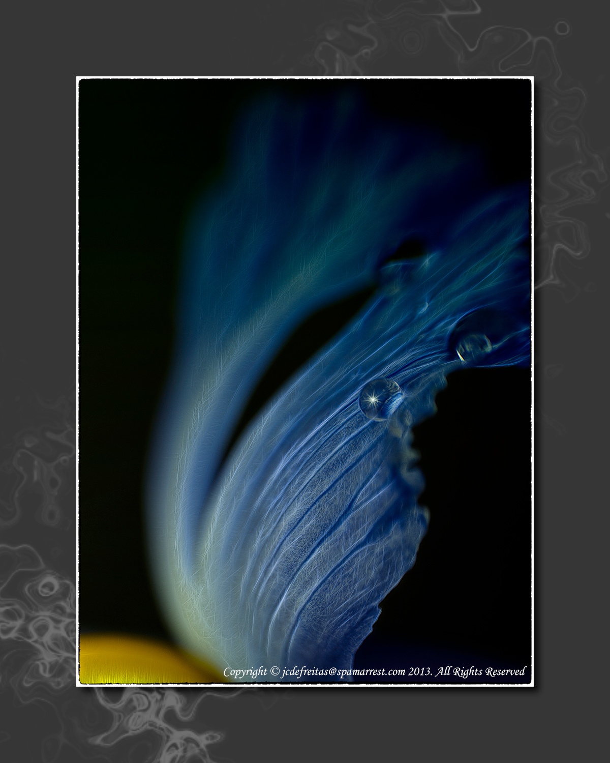2013 - Dew on the Iris - Lensbaby, Macro