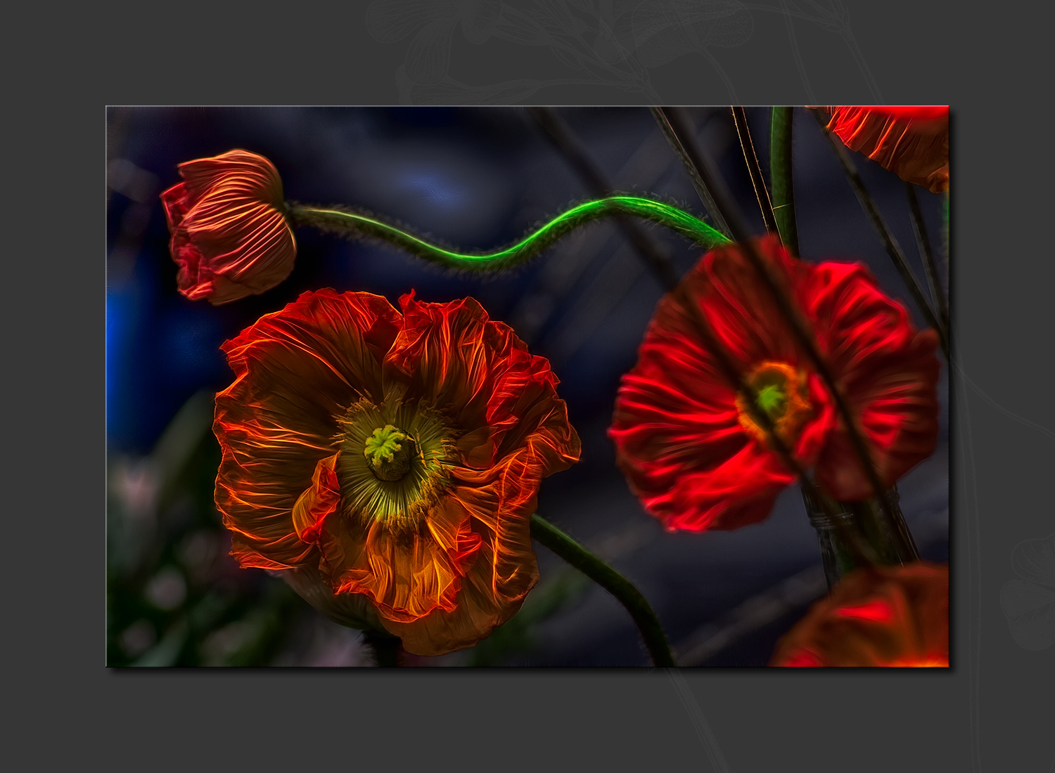 2013 - Canada Blooms - Poppies