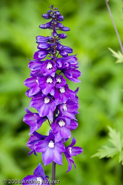 _MG_5302.jpg