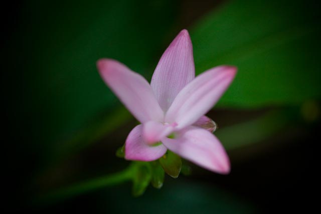 _MG_2423.jpg