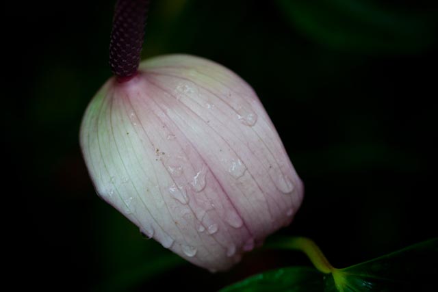 _MG_2437.jpg