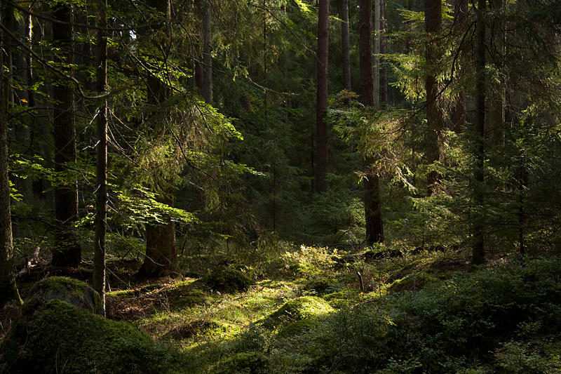 Nature and light