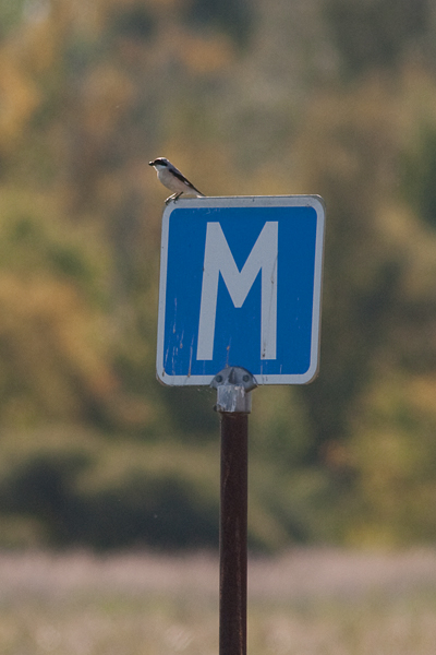 Lesser Grey Shrike - Svartpannad törnskata