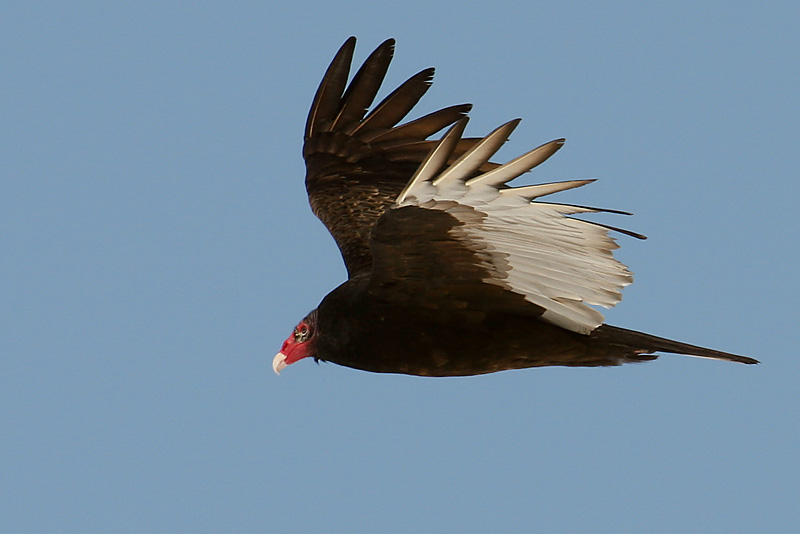 urubu a tete rouge
