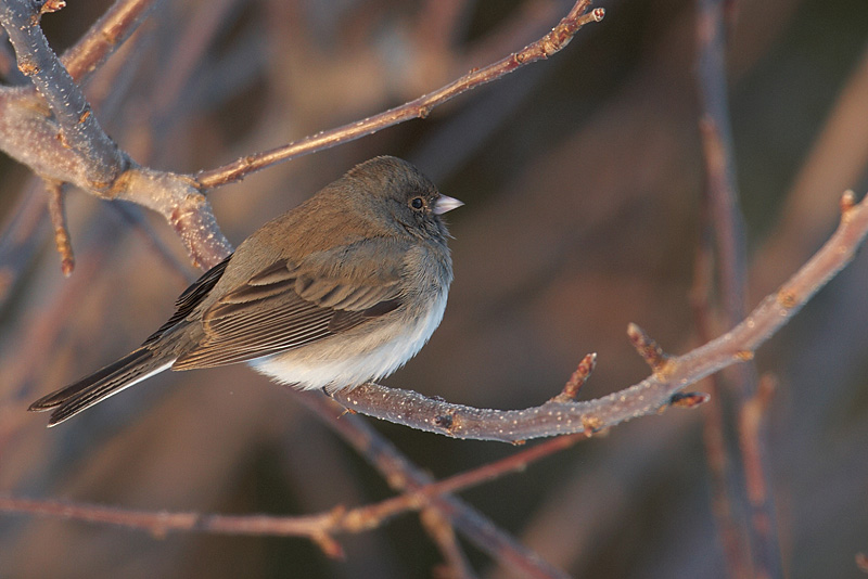 junco ardois