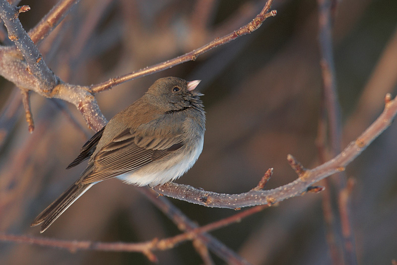 junco ardois