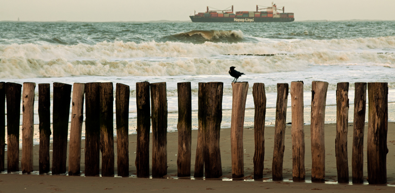 Mouette