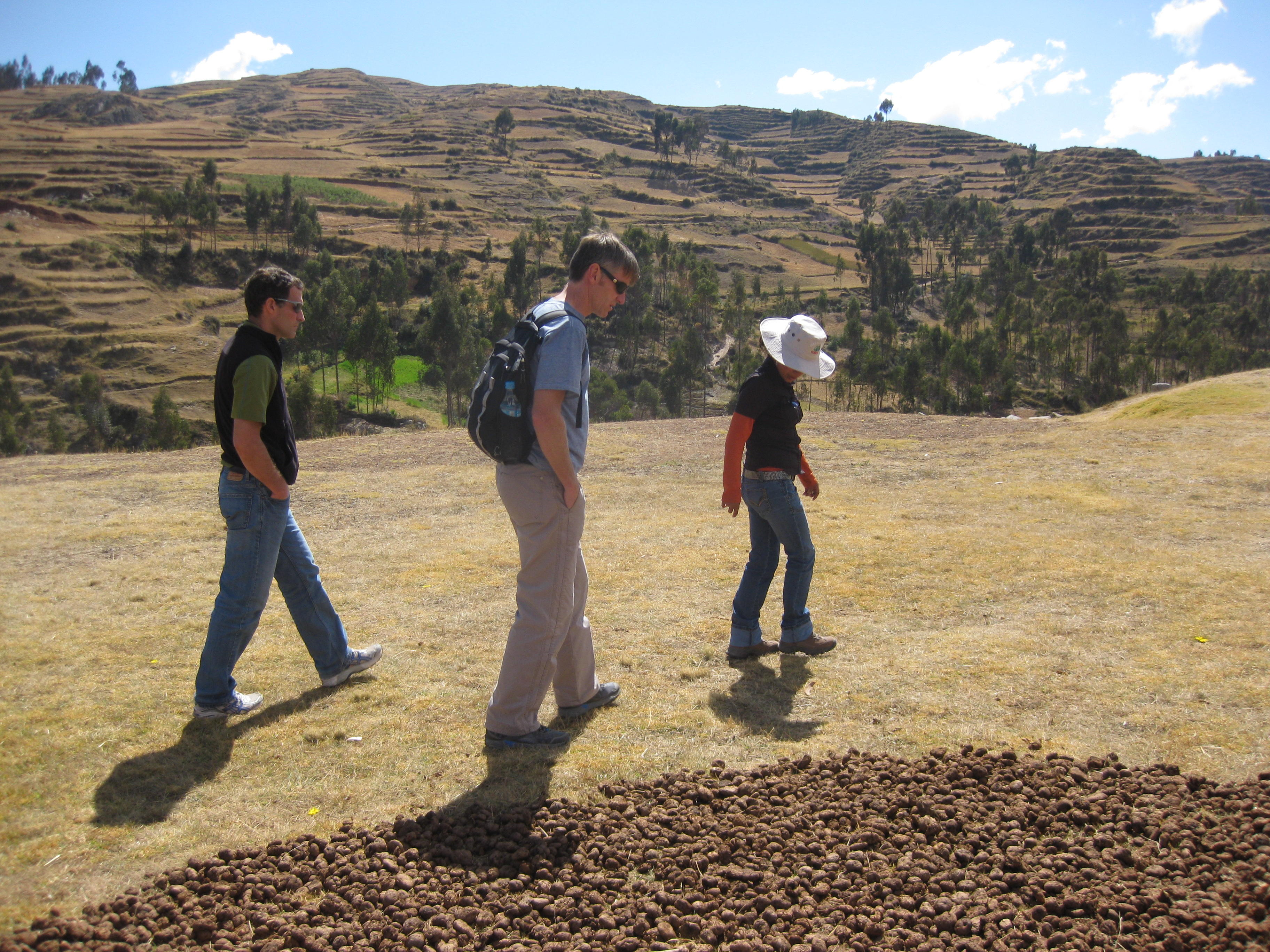There are 6000 different varieties of potatos in Peru!