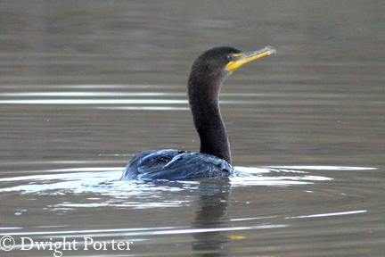 Double-crested Cormorant