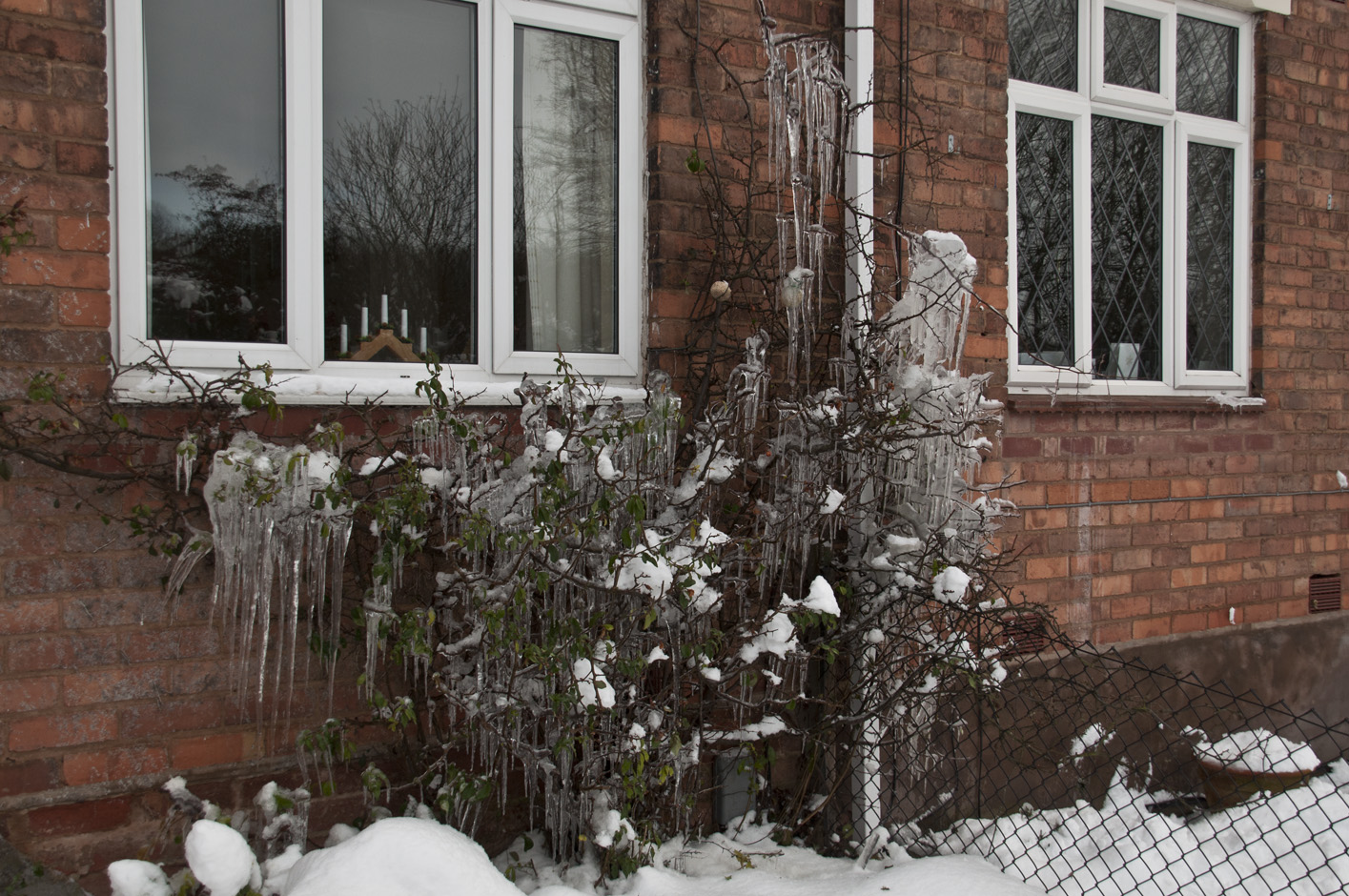 Frozen Bush