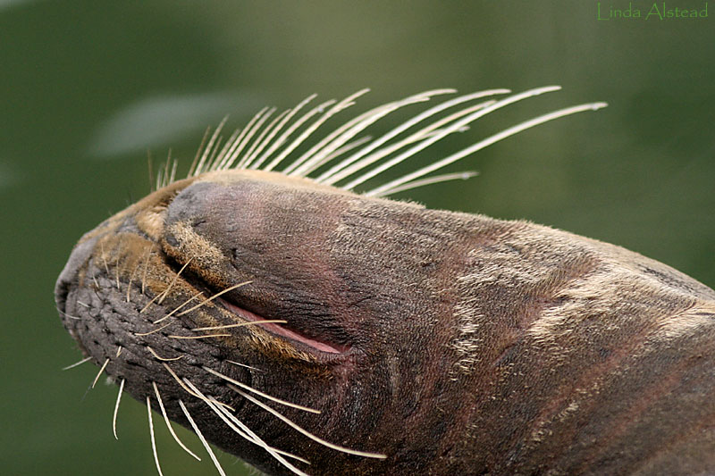 10th March 2009 - within a whisker of life