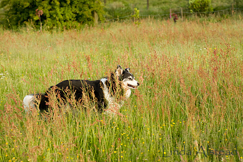 20th June 2009 - Archie in sorrel
