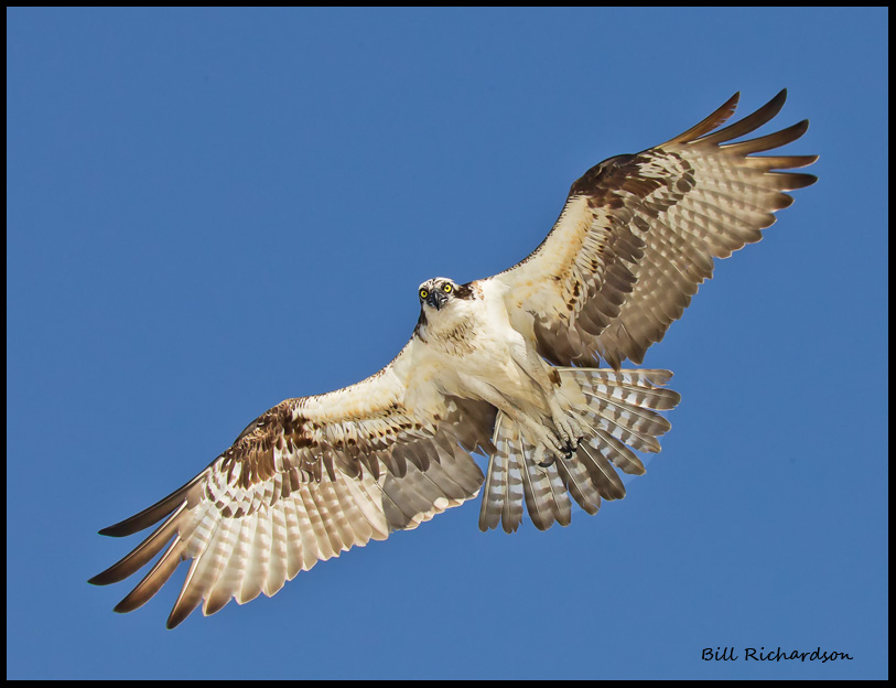 osprey in flight.jpg