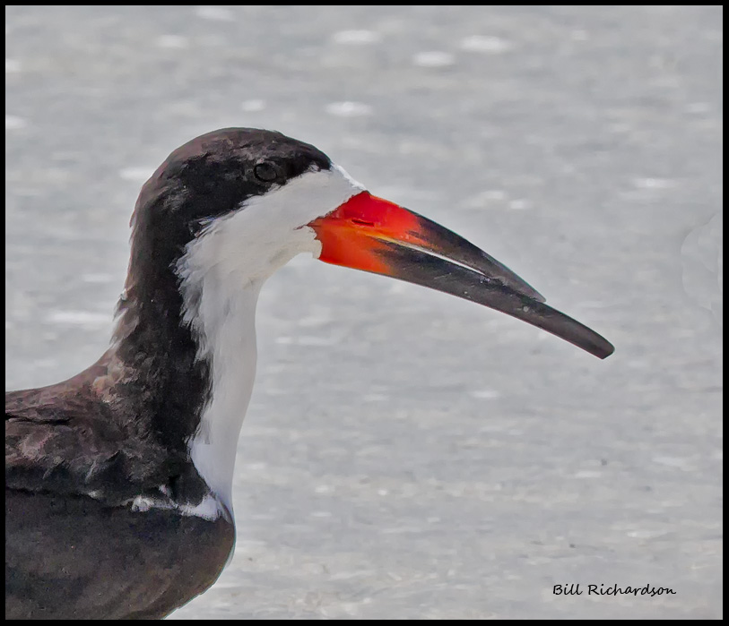 skimmer portrait.jpg