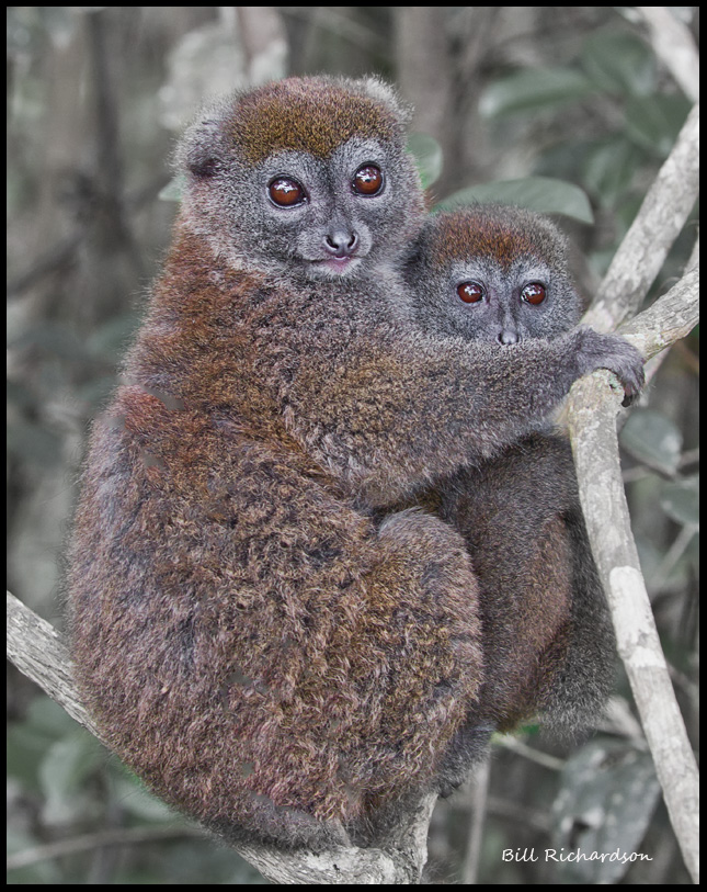bamboo lemur mother and baby.jpg