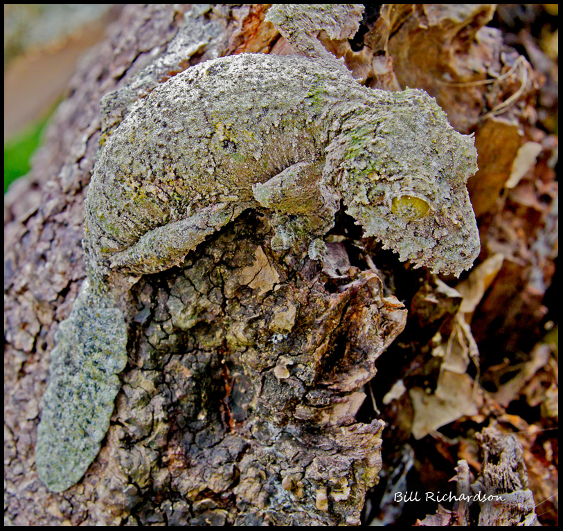 leaf gecko.jpg