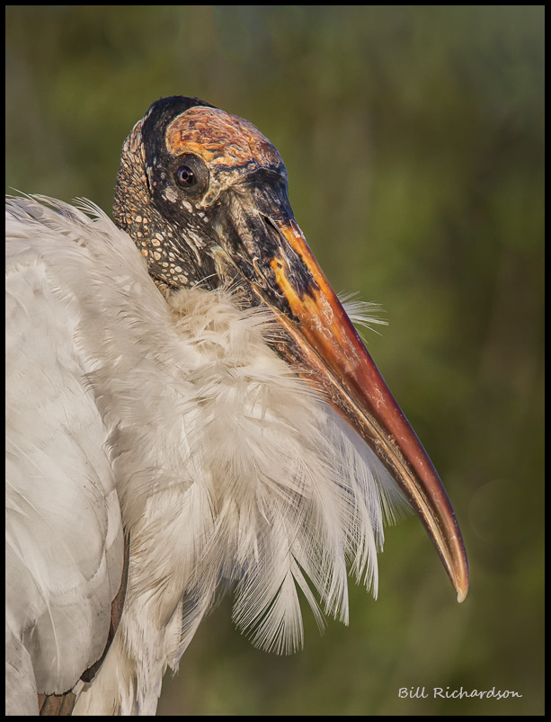 wood stork portraitv2.jpg