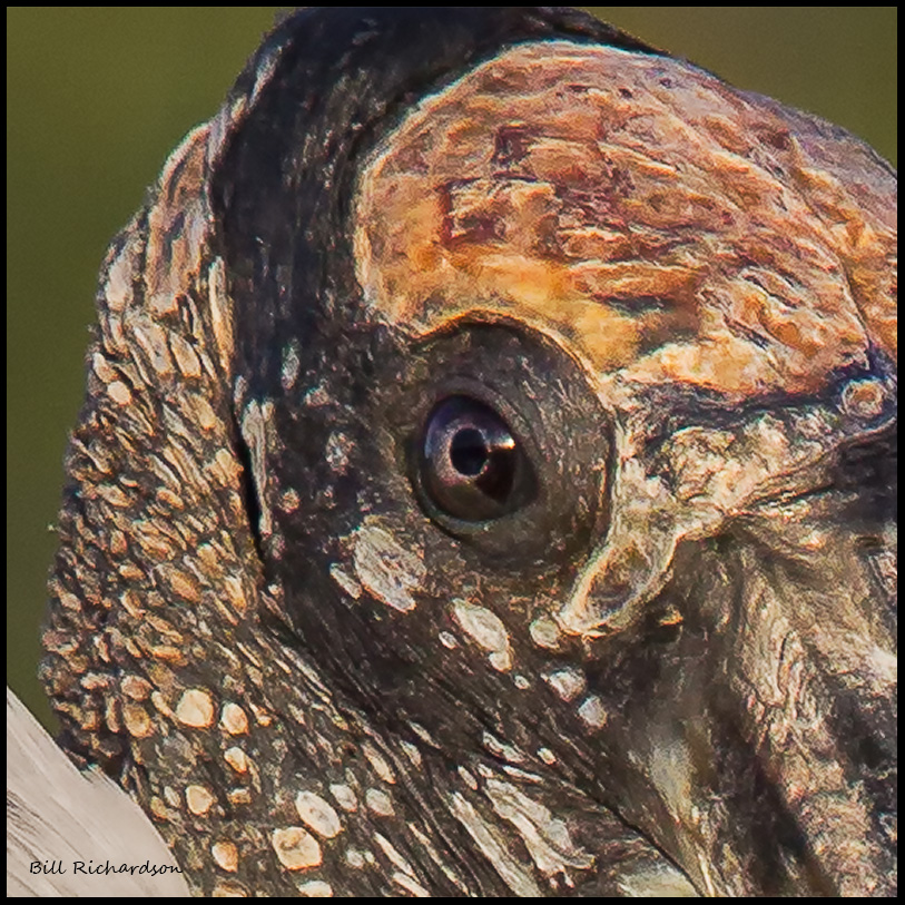 wood stork eye.jpg
