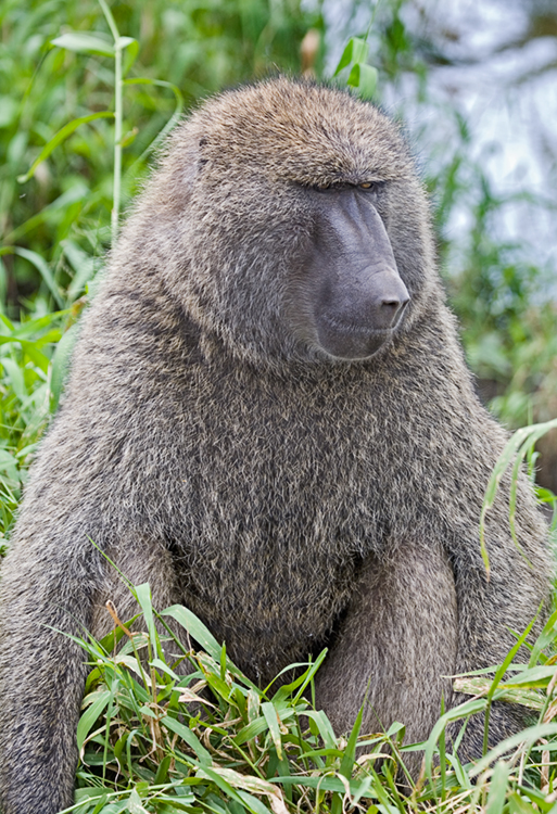 male baboon.jpg