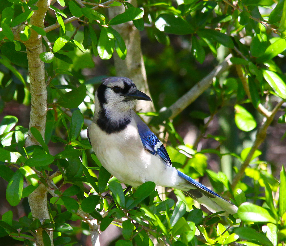 Blue Jay - Wickham Park