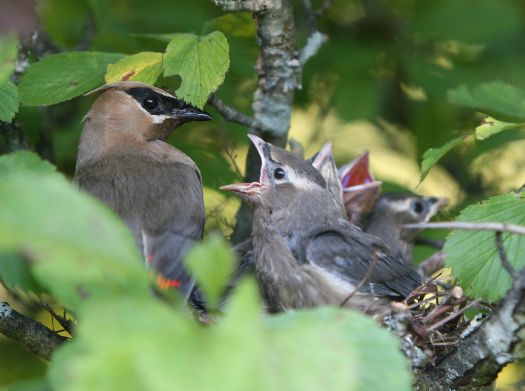 IMG_9070 AEc.  . Cedarwaxwing