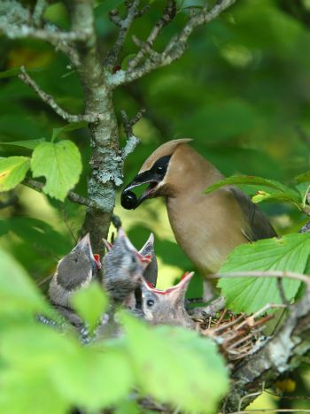 IMG_8671  AEc.   . Cedarwaxwing