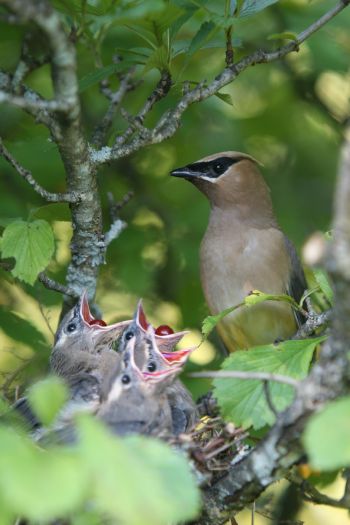 IMG_9102.   . Cedarwaxwing