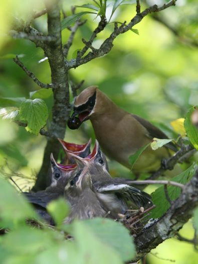 IMG_9267  AEc.   . Cedarwaxwing