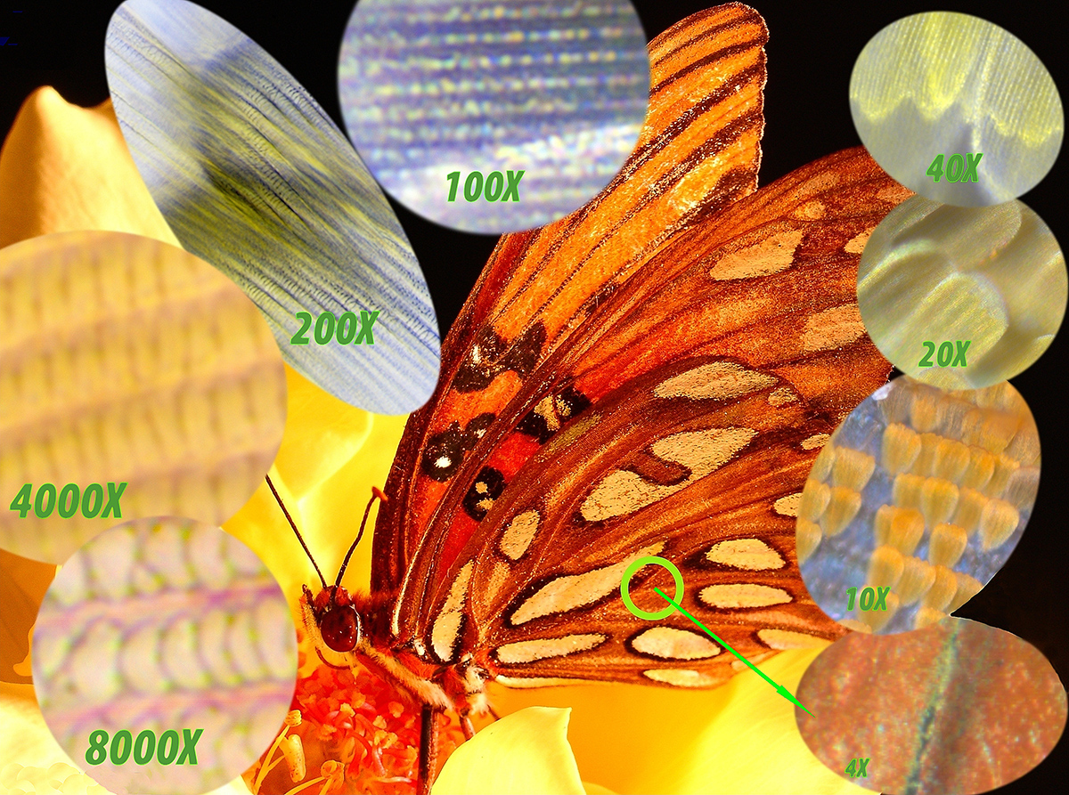 Microstructure of the Hindwing of the Gulf Fritillary