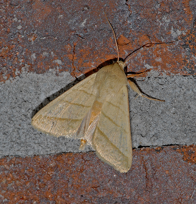 Citrine Sallow Moth (9930)