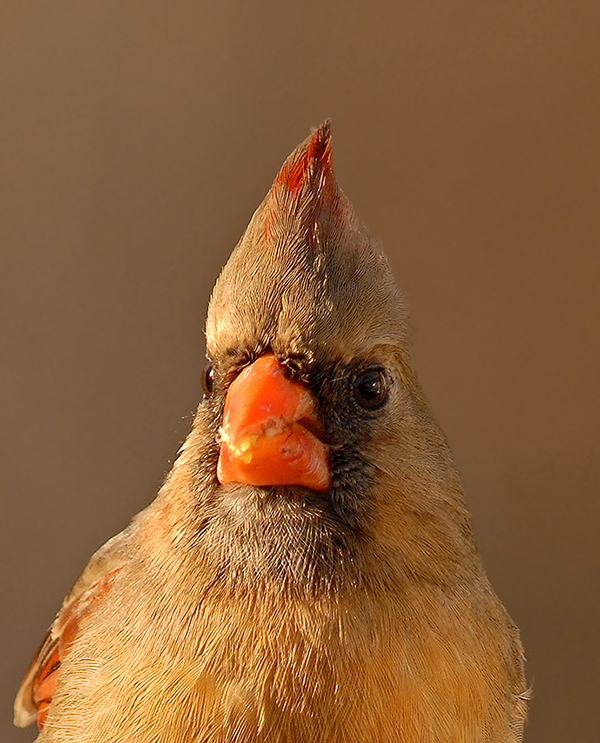 Northern Cardinal (Female)