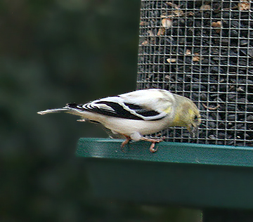 Leucistic American Goldfinch